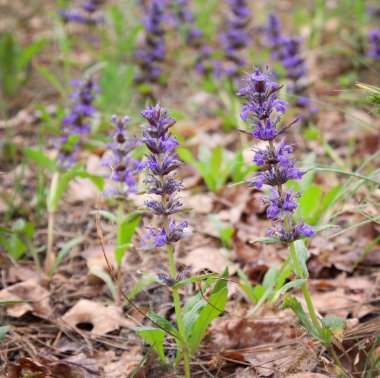 Mavi dracocephalum çiçek 