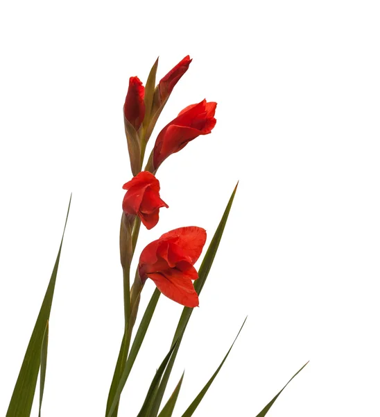 Röd gladiolus blomma — Stockfoto