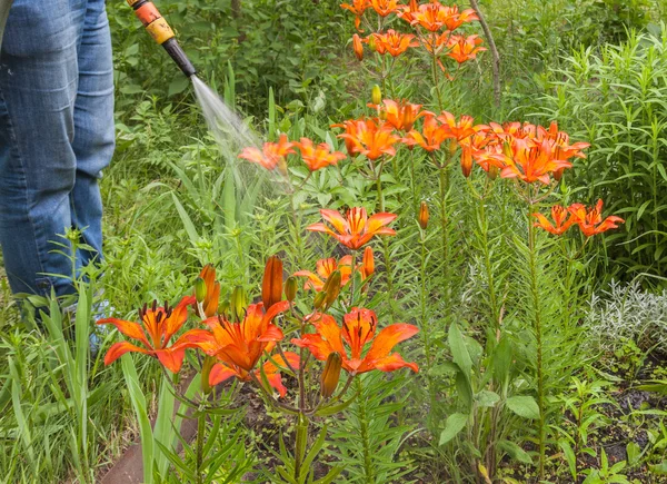 Bewässerung der blühenden Lilien — Stockfoto