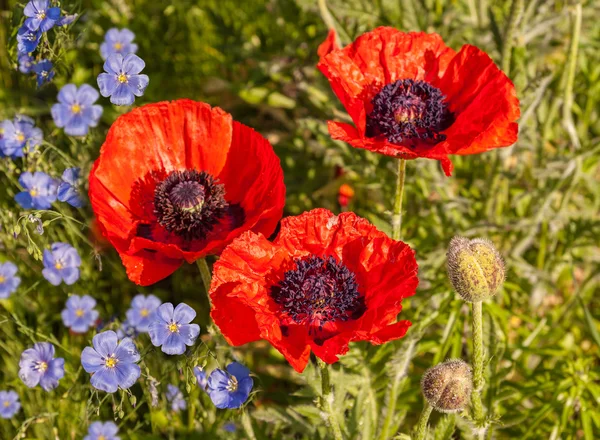 Oriental poppies and decorative blue linen — Stock Photo, Image