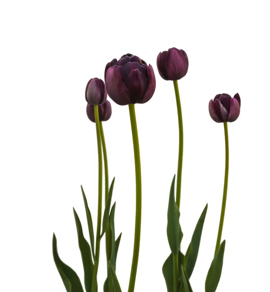 Чорний наприкінці тюльпани — стокове фото