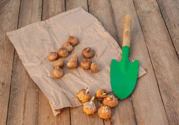 Gladiolus bulbs and garden shovel — Stock Photo, Image