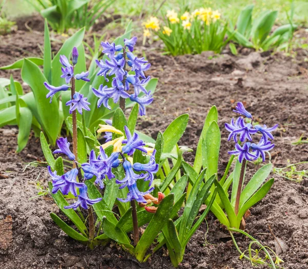 Tavaszi kert kék Jácint — Stock Fotó