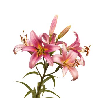 Tomurcukları zambaklarla Şubesi