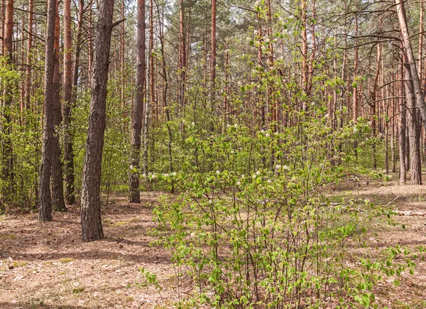 Árboles florecientes en el bosque —  Fotos de Stock