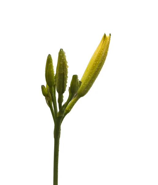 Lily with dew drops — Stock Photo, Image