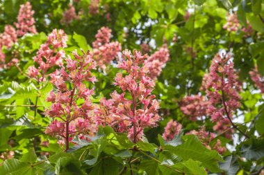 Kırmızı Atkestanesi Pembe çiçek