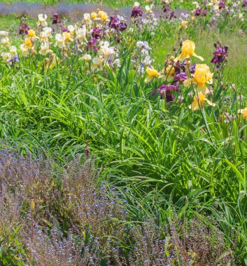 Çiçek açan Iris'le Çiçeklik