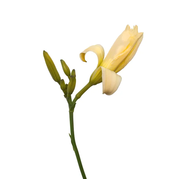 花白色或类白色黄花菜 — 图库照片