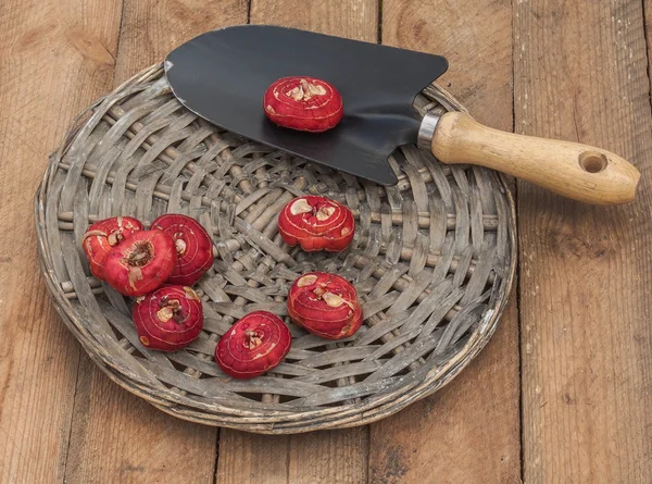 Gladiolen bollen voor het planten — Stockfoto