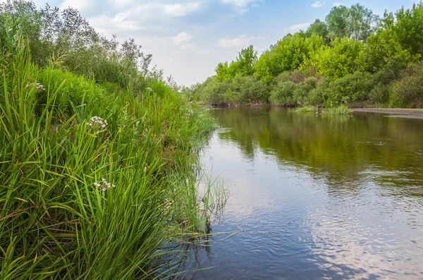 Річка виросла квітами бутомієлату — стокове фото