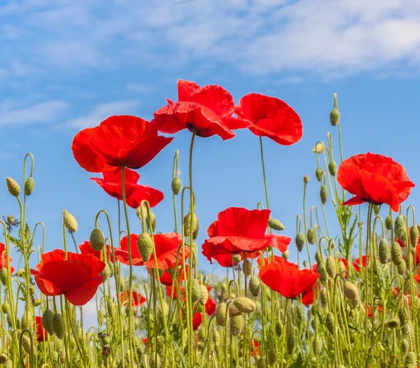 Field with poppies under  blue sky — Stock Photo, Image