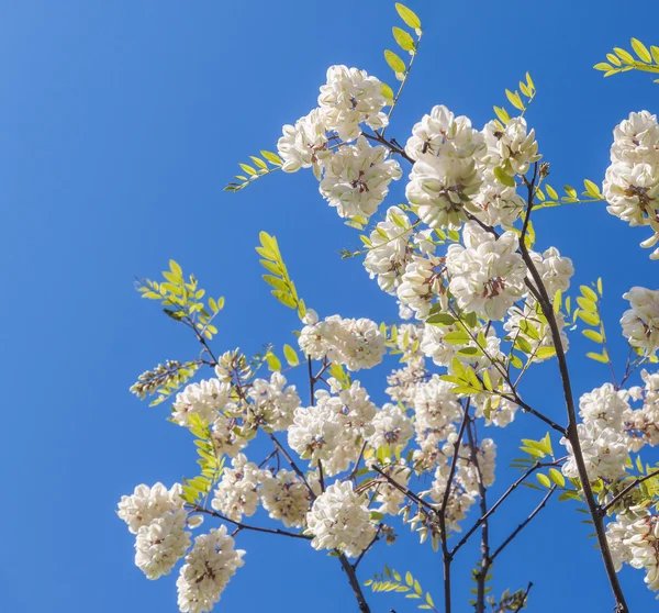 Bloeiende acacia (Robinia pseudoacacia) — Stockfoto