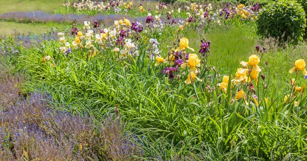 Cama de flores con iris floreciente —  Fotos de Stock