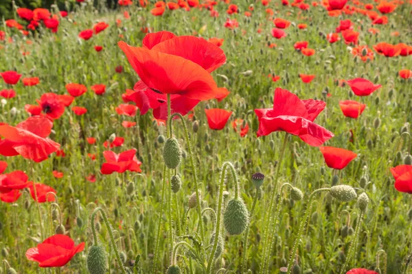 Veld met papavers onder de blauwe hemel — Stockfoto