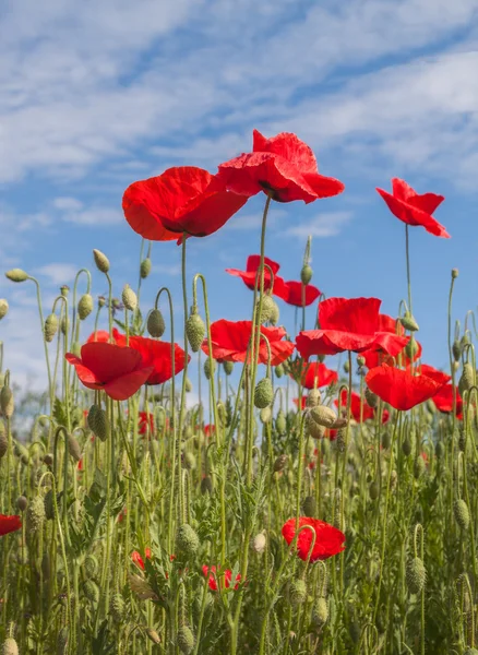 Veld met papavers onder de blauwe hemel — Stockfoto