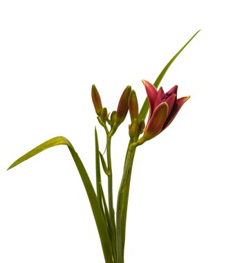 Mor minyatür coğrafyada