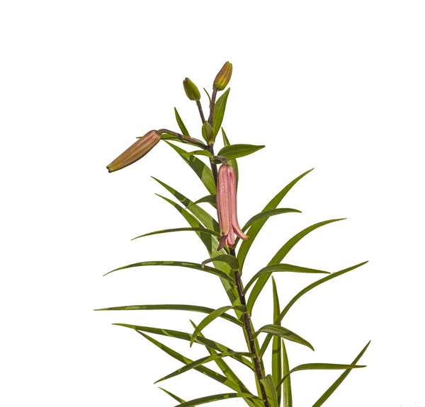 The branch of  pink lilium Asian hybrids 'Rozovaja Dymka' — стокове фото
