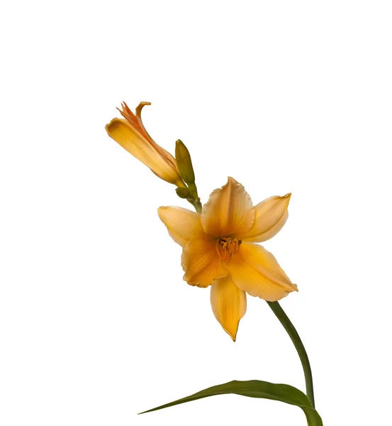 Hemerocallis amarelo-laranja em miniatura — Fotografia de Stock