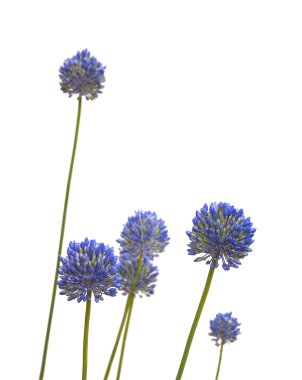 Mavi Allium sezyum