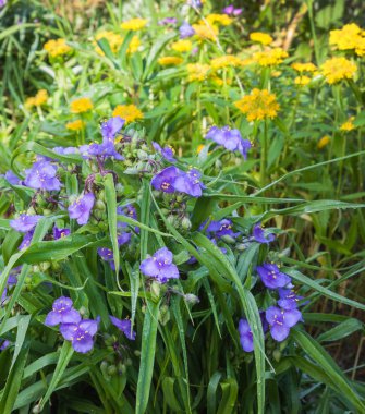 Tradescantia ve bahçedeki aizoon