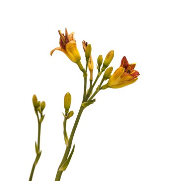 Bicolor daylily (ana) yalıtım