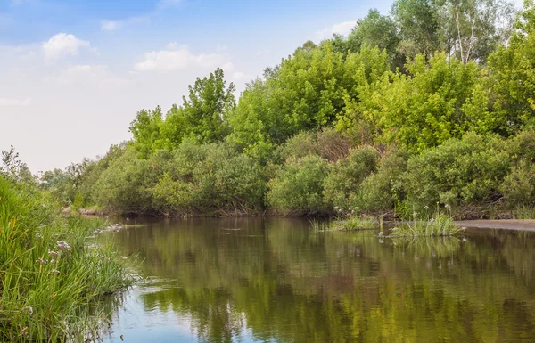 Річка виросла квітами бутомієлату — стокове фото