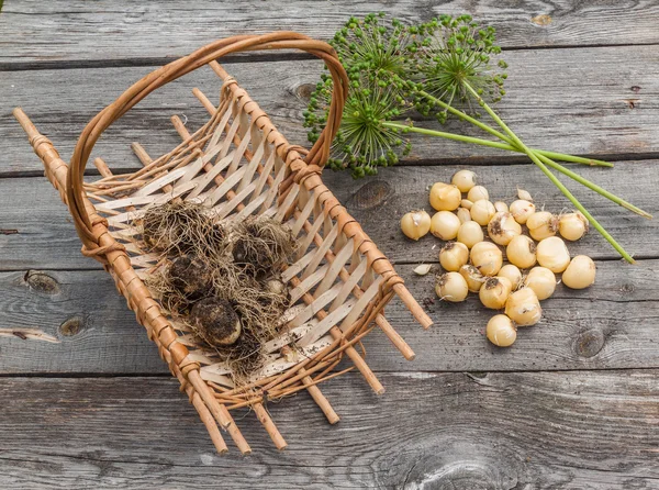 Bulbs Allium aflatunense  in a basket — Stock Photo, Image