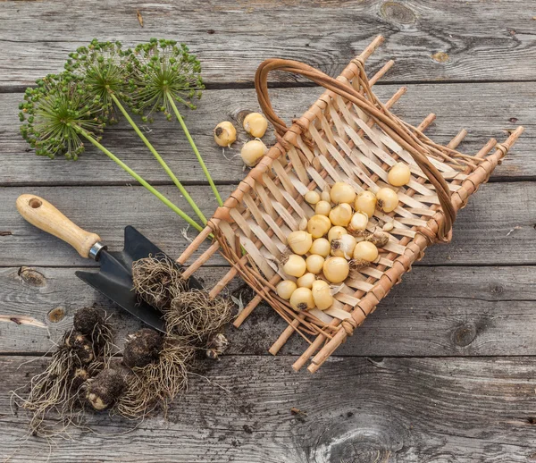 Lökar, trädgårds spade och bleka blommor — Stockfoto