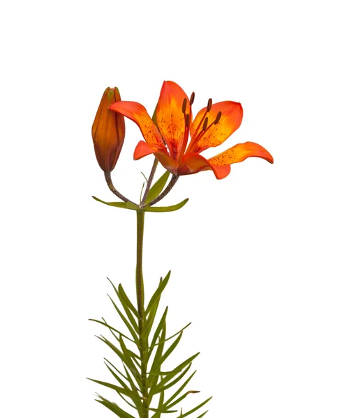 Dahuricum espèces de Lys orange — Photo