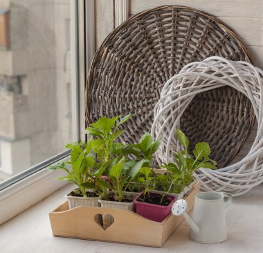 Genç aster çiçek fidesi 