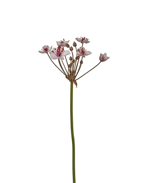 Butomus umbellatus blommor — Stockfoto