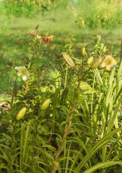 Flores durante a rega — Fotografia de Stock