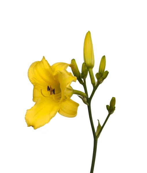 Lys jaunes (hemerocallis) ) — Photo