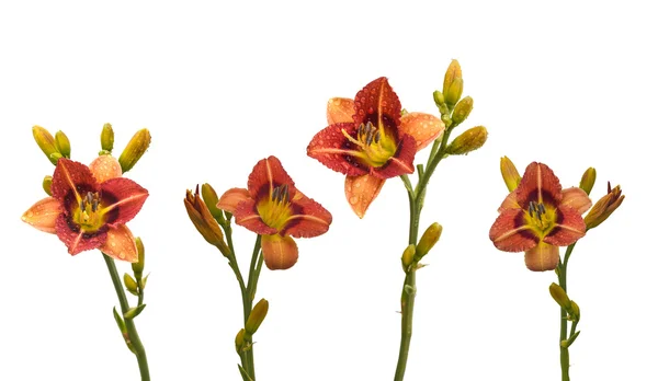 Σύνολο δίχρωμα daylilies — Φωτογραφία Αρχείου