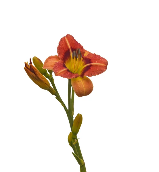 Bicolor daylily κατά την σταγόνες δροσιάς — Φωτογραφία Αρχείου