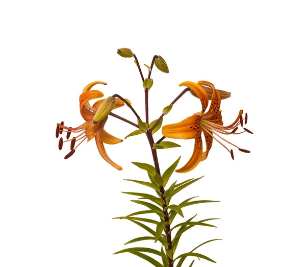 Branch of orange lilies — Stock Photo, Image