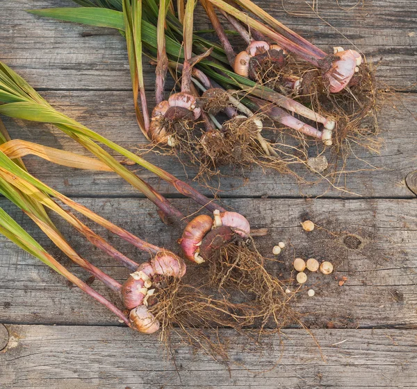 Desenterrou os bulbos de gladiolus — Fotografia de Stock