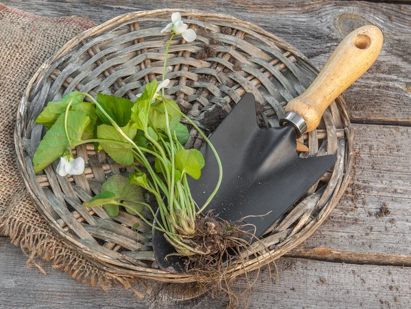 Plantas en mesa de madera — Foto de Stock