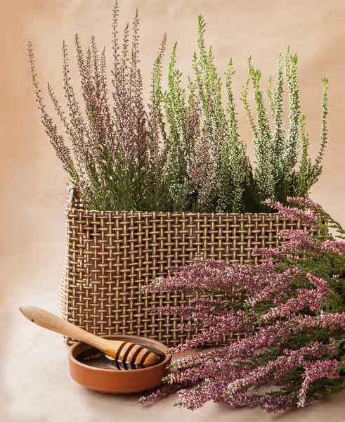 Miel de bruyère près des fleurs — Photo