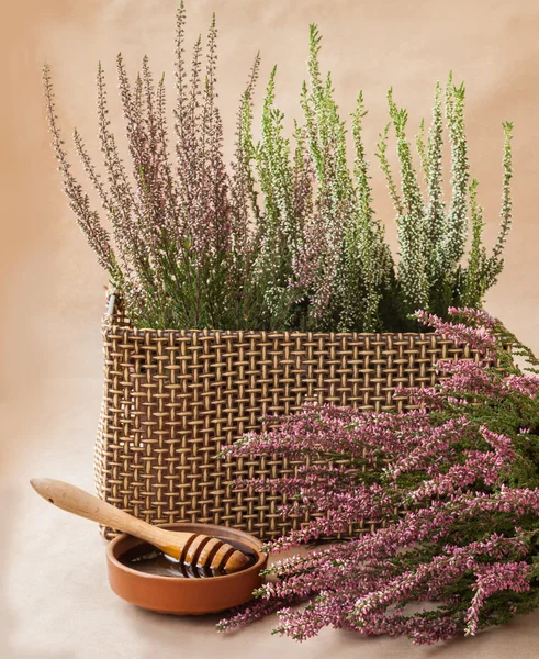 Heather honey near flowers — Stock Photo, Image