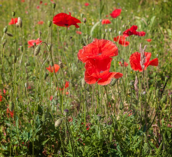 Field with poppy in summer — Stock Photo, Image