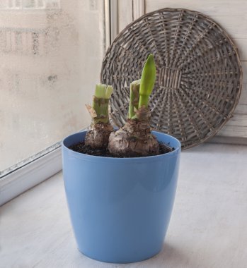 Bir bud Hippeastrum ile kök 