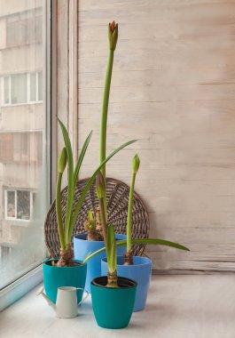 Hippeastrum penceresinde dört potu