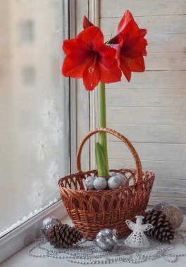 Kırmızı hippeastrum penceresinde