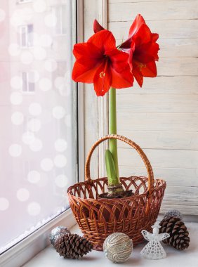 Kırmızı hippeastrum penceresinde