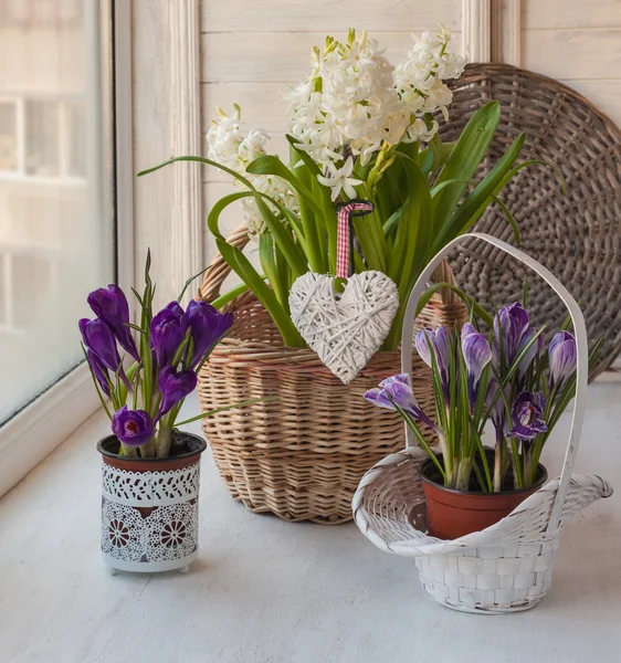 Spring Garden on window — Stock Photo, Image