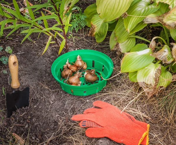 Plantando narciso na cesta — Fotografia de Stock