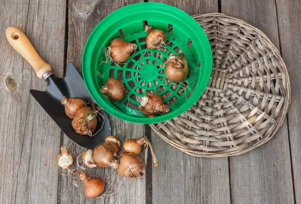 Körbe zum Pflanzen von Zwiebeln — Stockfoto