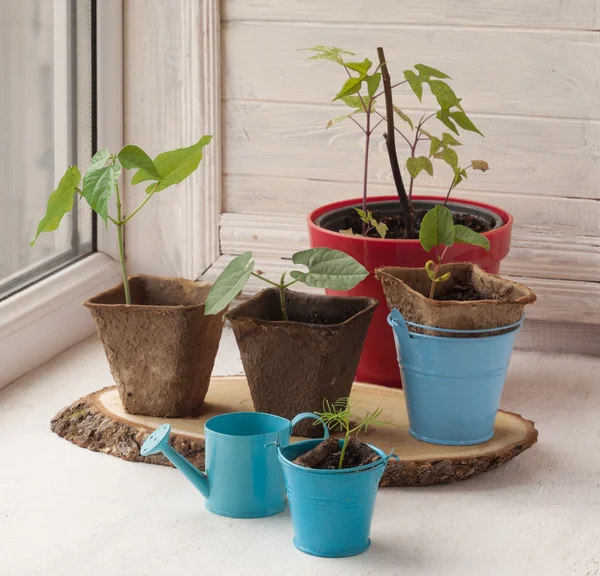 Growing seedlings of decorative liana — Stock Photo, Image